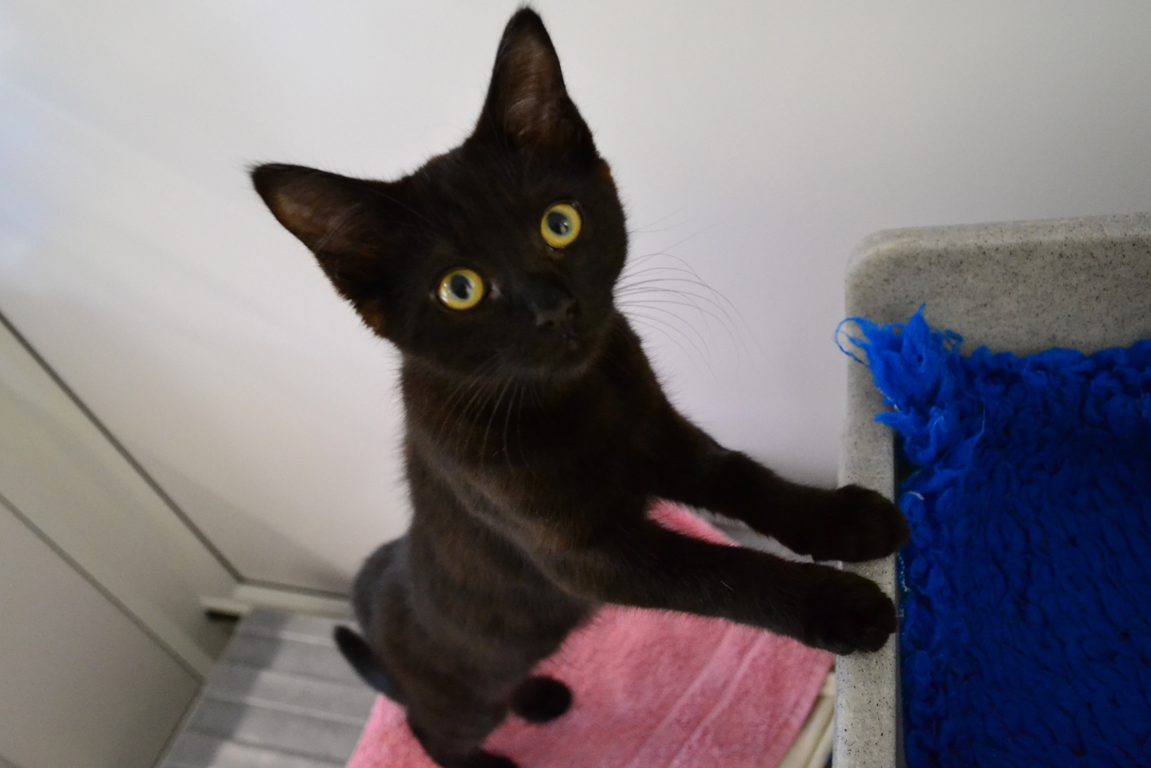 A lovely kitten that needed fostering